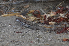 Aspidoscelis maximus