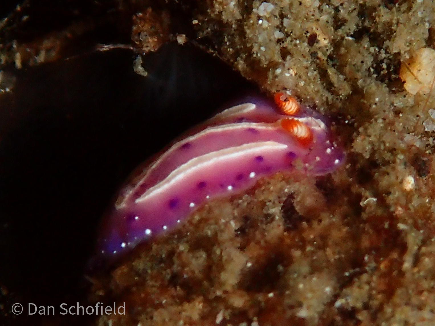mexichromis-aurora-r-f-johnson-gosliner-1998