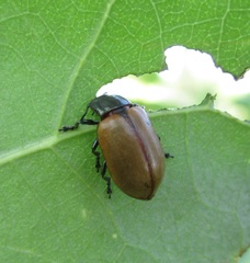 Chrysomela crotchi
