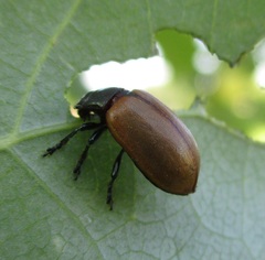 Chrysomela crotchi
