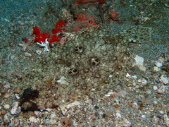 Pseudorhombus dupliciocellatus