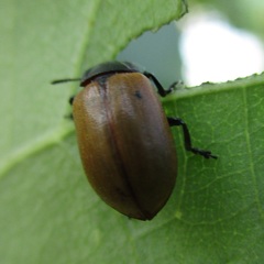 Chrysomela crotchi