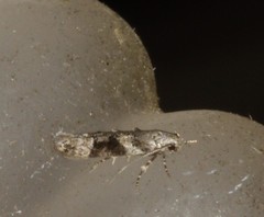 Coleotechnites atrupictella