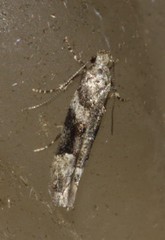 Coleotechnites atrupictella