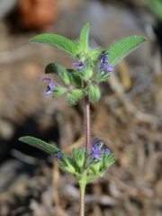 Trichostema oblongum
