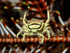 Eumedoninae