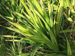 Pandanus dubius