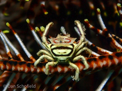 Eumedoninae