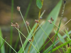 Carex jonesii