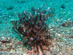 Eumedoninae