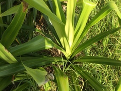 Pandanus dubius