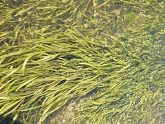 Potamogeton zosteriformis
