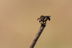 Hadrokolos texanus