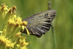 Cercyonis oetus