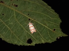 Cyana quadrinotata