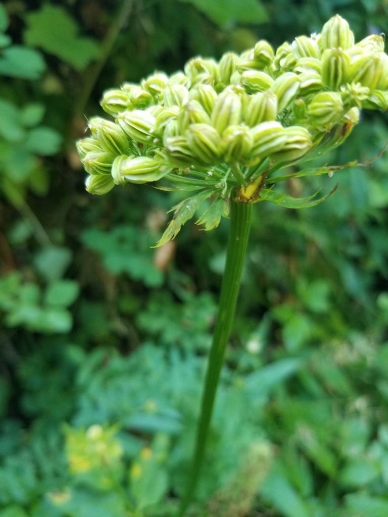Dawson's Angelica