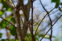 Polioptila albiloris