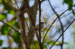 Polioptila albiloris