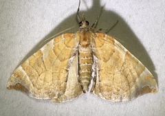 Eulithis molliculata