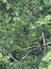 Dumetella carolinensis