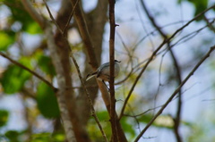 Polioptila albiloris