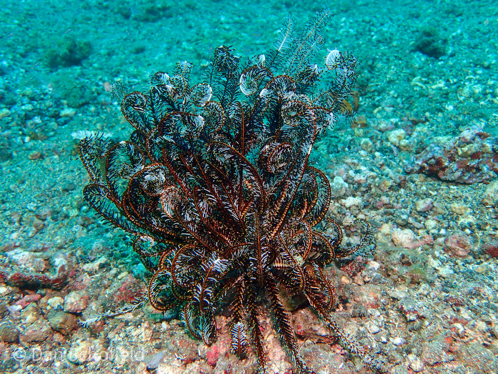 Bottlebrush Feather Star