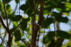 Polioptila albiloris