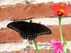 Papilio menatius morelius