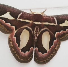 Rothschildia jacobaeae
