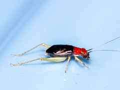 Phyllopalpus pulchellus