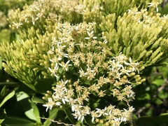 Gundlachia corymbosa