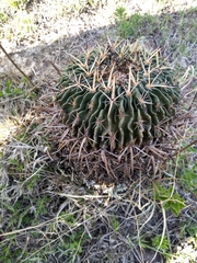 Echinofossulocactus crispatus