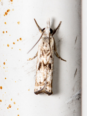 Microcrambus minor