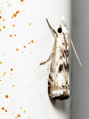 Microcrambus minor