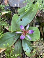 Tricyrtis lasiocarpa