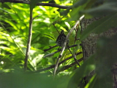 Mniotilta varia image