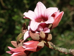 Brachychiton discolor