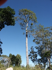 Brachychiton discolor