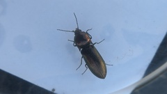 Nitidolimonius weidtii