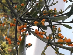 Phoradendron quadrangulare