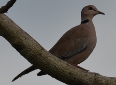 Streptopelia vinacea