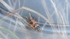 Hippodamia oregonensis