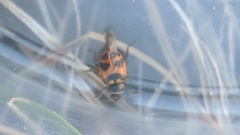 Hippodamia oregonensis