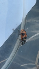 Hippodamia oregonensis