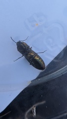 Nitidolimonius weidtii