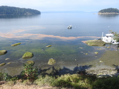 Noctiluca scintillans