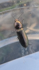 Nitidolimonius weidtii