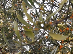 Phoradendron quadrangulare