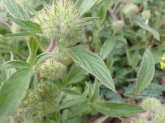 Phacelia leptosepala