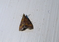 Pyrausta rubricalis